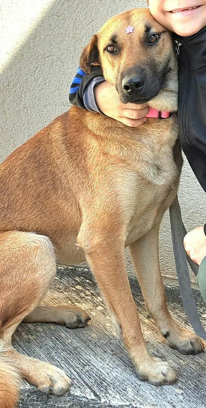 Cachorro raça  idade 1 ano nome Moana