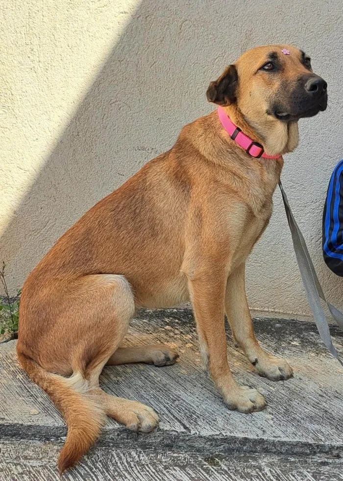 Cachorro raça  idade 1 ano nome Moana