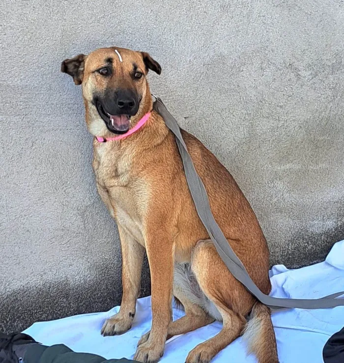 Cachorro raça  idade 1 ano nome Moana