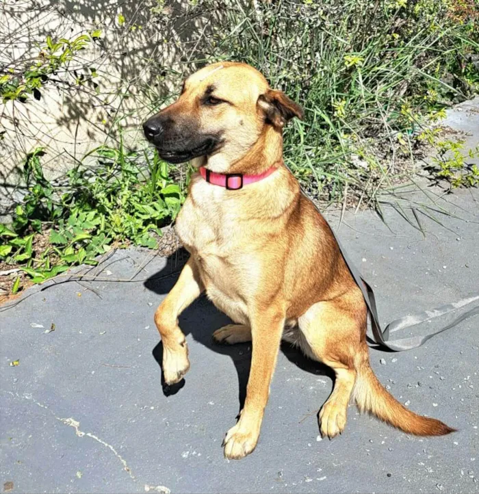 Cachorro raça  idade 1 ano nome Moana