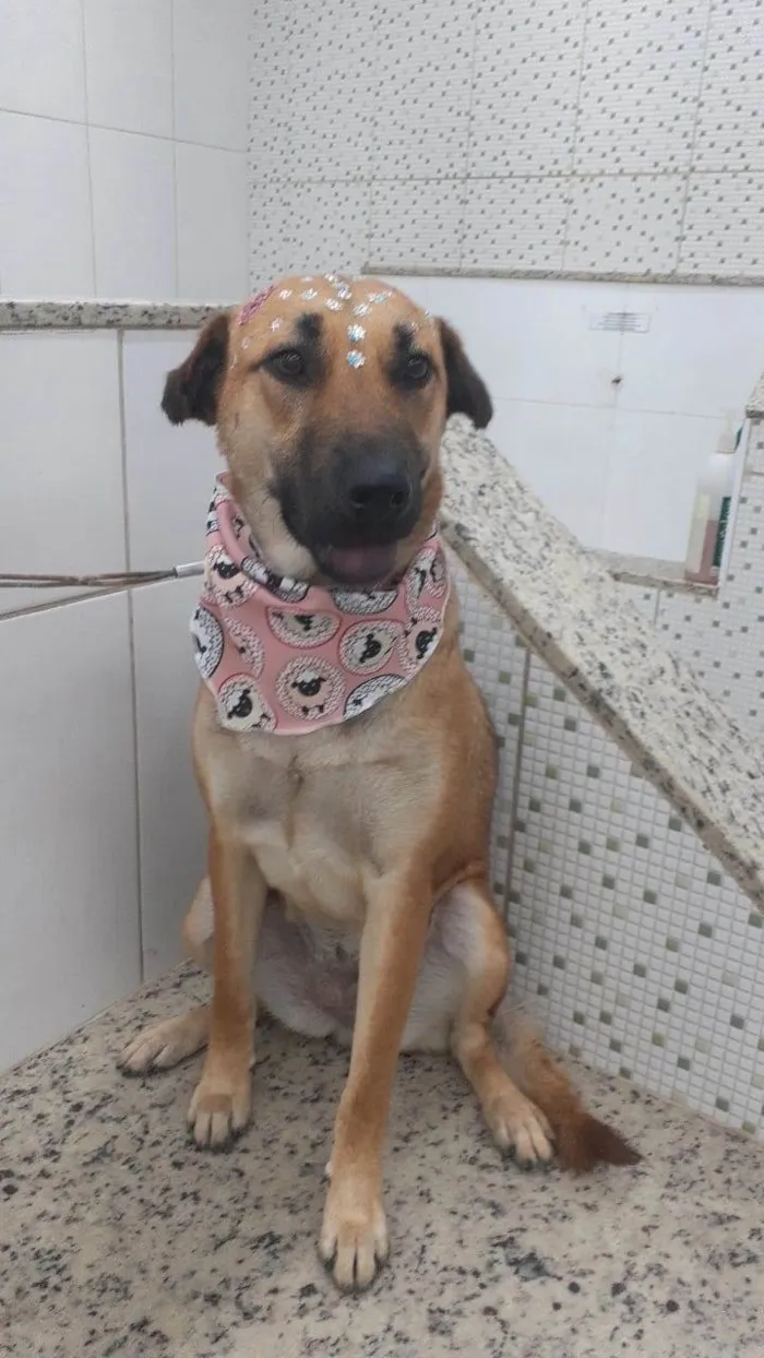 Cachorro raça  idade 1 ano nome Moana
