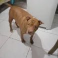 Nikko 