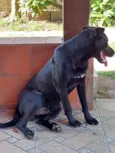 JUNIOR