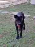 JUNIOR