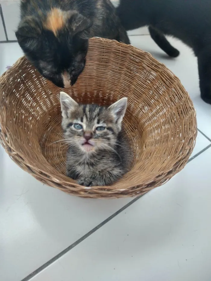 Gato raça SRD-ViraLata idade Abaixo de 2 meses nome PAÇOCA