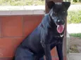 JUNIOR