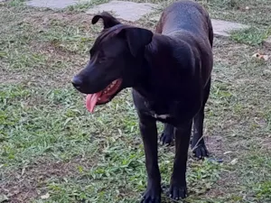Cachorro raça SRD mãe pitbull / pai labrador pêlo curto idade 1 ano nome JUNIOR 