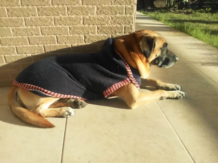 Cachorro ra a Pastor com viralata idade 6 ou mais anos nome Scheik 