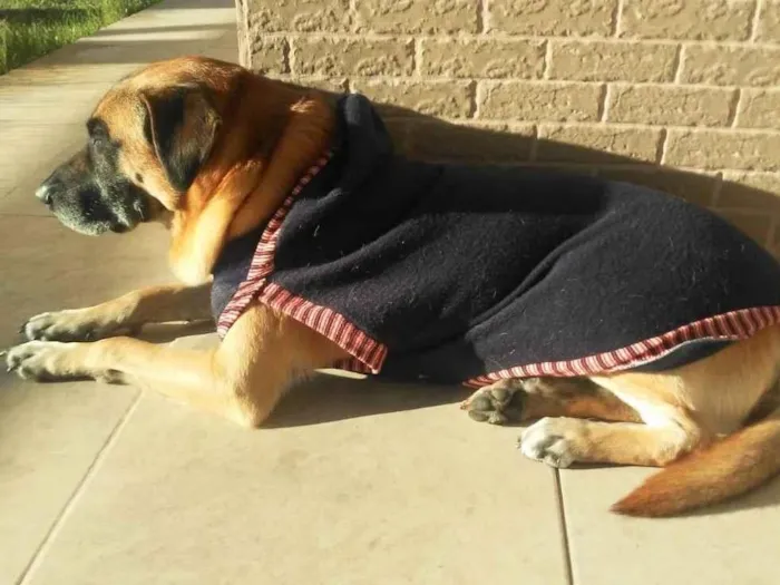 Cachorro ra a Pastor com viralata idade 6 ou mais anos nome Scheik 