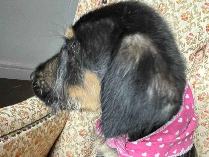 Cachorro ra a SRD-ViraLata idade 2 a 6 meses nome JAKIE