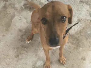 Cachorro raça Vira lata idade 1 ano nome Tony