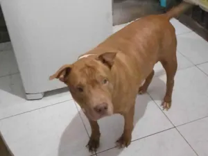 Cachorro raça Pit-Bull idade 6 ou mais anos nome Nikko 