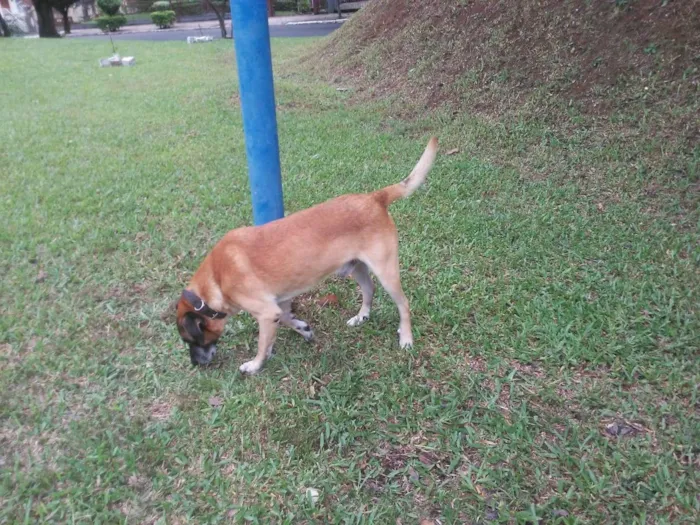 Cachorro ra a Pastor Alemão  idade 6 ou mais anos nome Sheik