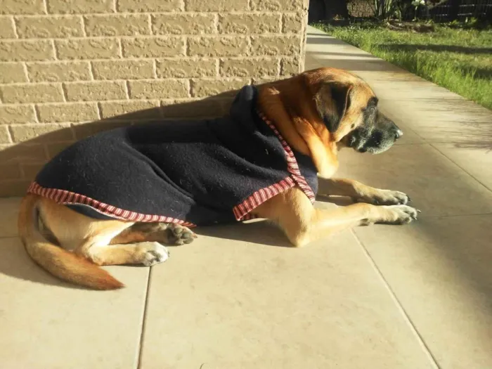 Cachorro ra a Pastor Alemão  idade 6 ou mais anos nome Sheik