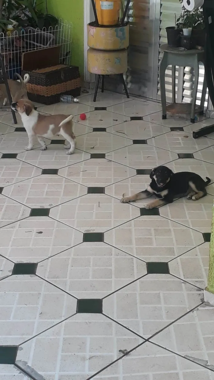 Cachorro ra a SRD-ViraLata idade 2 a 6 meses nome sem nome por enquanto