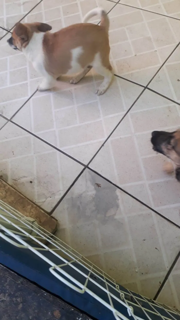 Cachorro ra a SRD-ViraLata idade 2 a 6 meses nome sem nome por enquanto