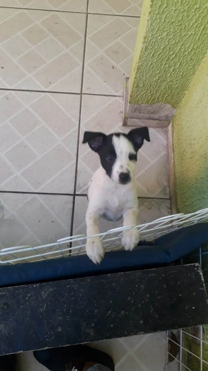 Cachorro ra a SRD-ViraLata idade 2 a 6 meses nome sem nome por enquanto