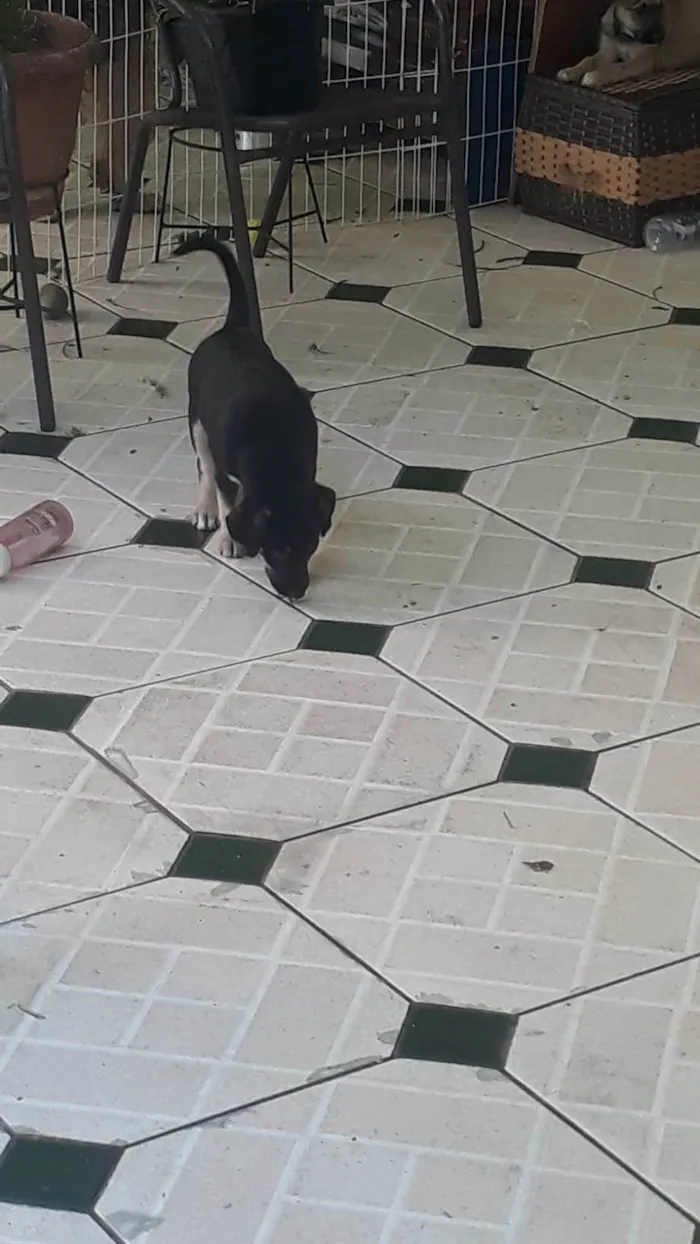 Cachorro ra a SRD-ViraLata idade 2 a 6 meses nome sem nome por enquanto