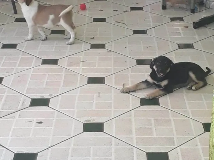 Cachorro ra a SRD-ViraLata idade 2 a 6 meses nome sem nome por enquanto