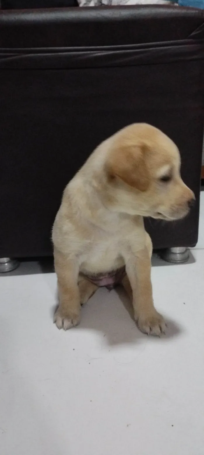 Cachorro ra a Labrador idade 2 a 6 meses nome Sem nime