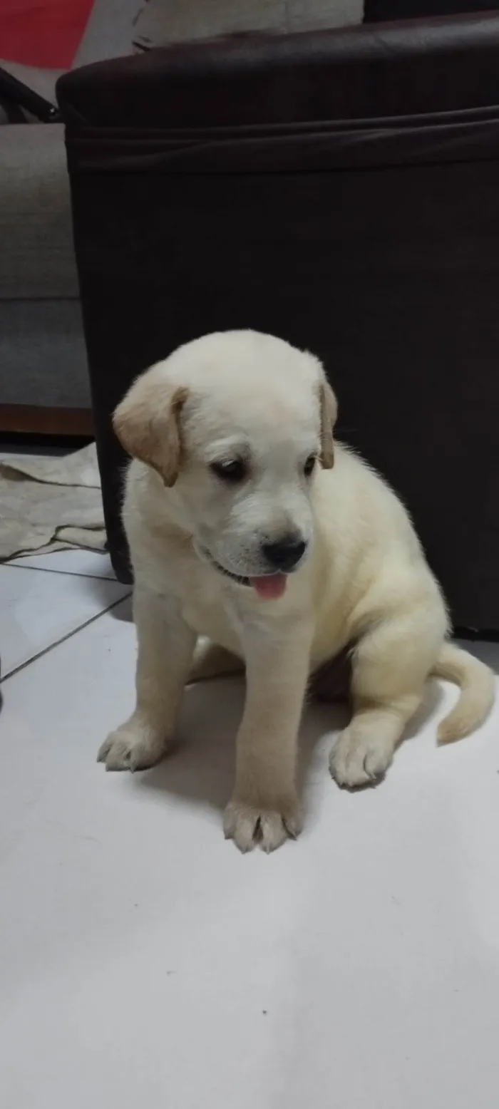 Cachorro ra a Labrador idade 2 a 6 meses nome Sem nime