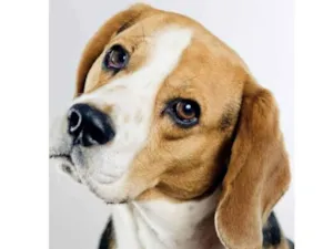 Cachorro raça  idade 1 ano nome Luke 