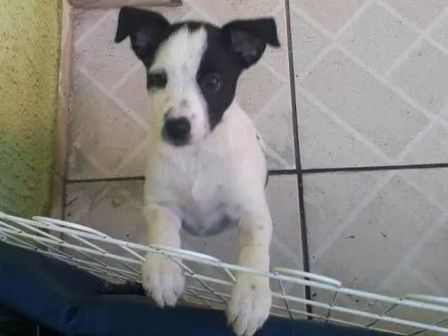 Cachorro ra a SRD-ViraLata idade 2 a 6 meses nome sem nome por enquanto
