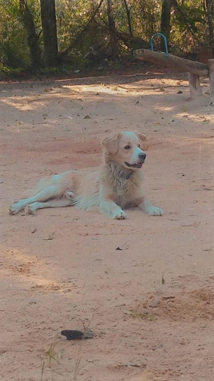 Cachorro ra a SRD-ViraLata idade 2 anos nome Mufasa