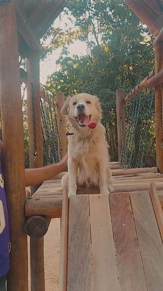 Cachorro ra a SRD-ViraLata idade 2 anos nome Mufasa