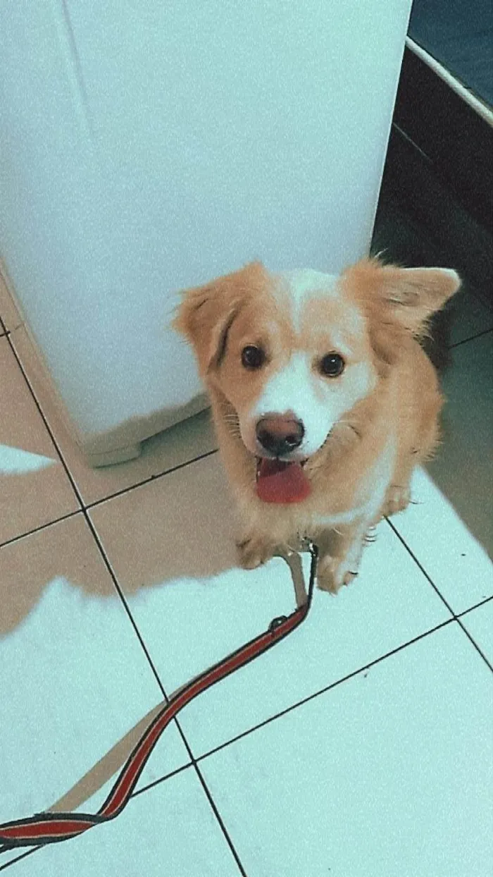 Cachorro ra a SRD-ViraLata idade 2 anos nome Mufasa