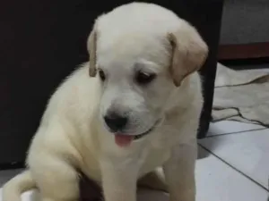 Cachorro raça Labrador idade 2 a 6 meses nome Sem nime