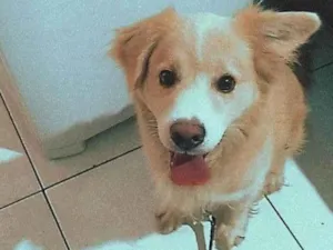 Cachorro raça SRD-ViraLata idade 2 anos nome Mufasa