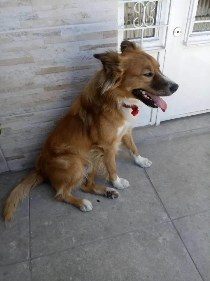 Cachorro ra a SRD-ViraLata idade 3 anos nome Theodoro