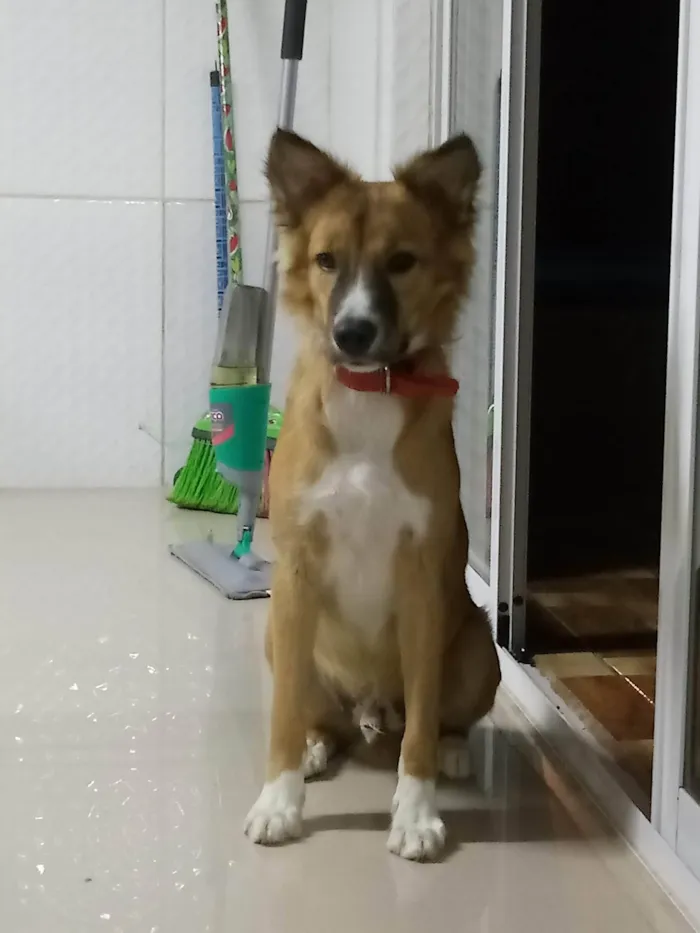 Cachorro ra a SRD-ViraLata idade 3 anos nome Theodoro