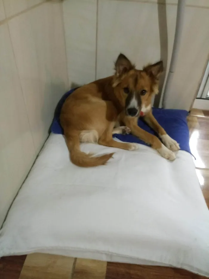 Cachorro ra a SRD-ViraLata idade 3 anos nome Theodoro