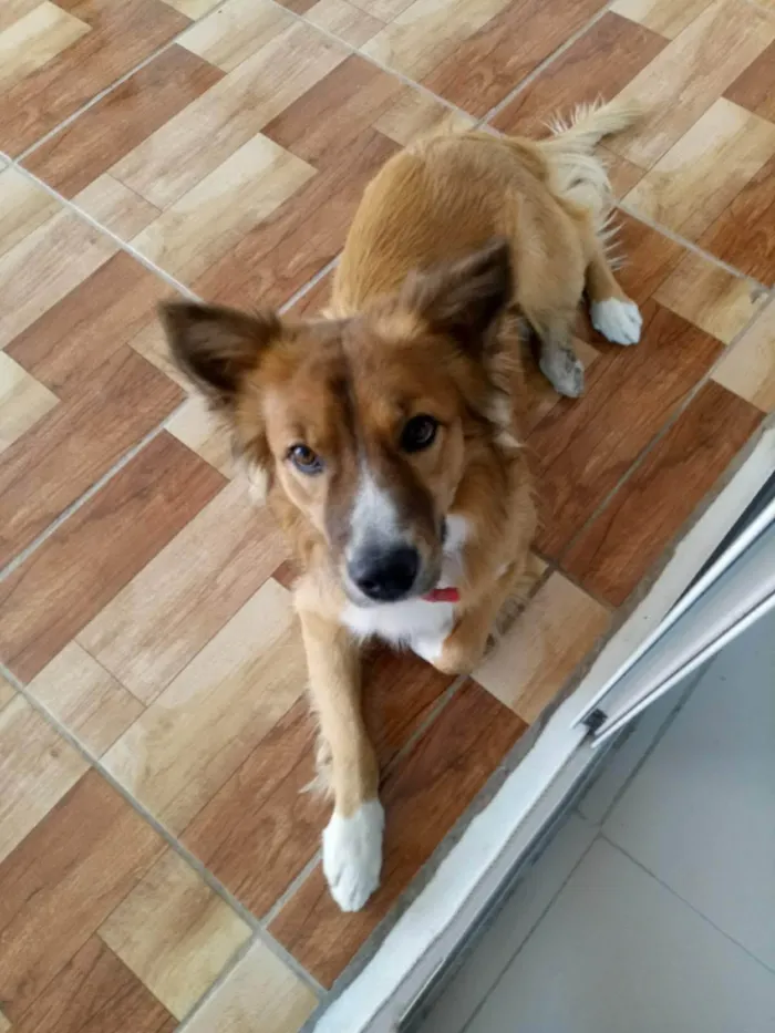 Cachorro ra a SRD-ViraLata idade 3 anos nome Theodoro