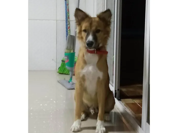 Cachorro ra a SRD-ViraLata idade 3 anos nome Theodoro