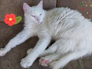 Gato raça Srd idade 1 ano nome Uriel