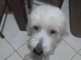 BRANQUINHO