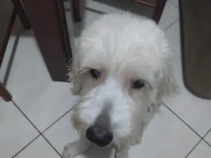 Cachorro raça Pudoo  idade 3 anos nome BRANQUINHO