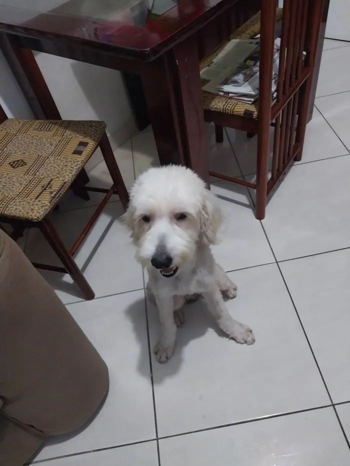 Cachorro raça Pudoo  idade 3 anos nome BRANQUINHO