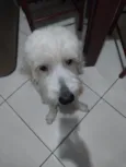 BRANQUINHO