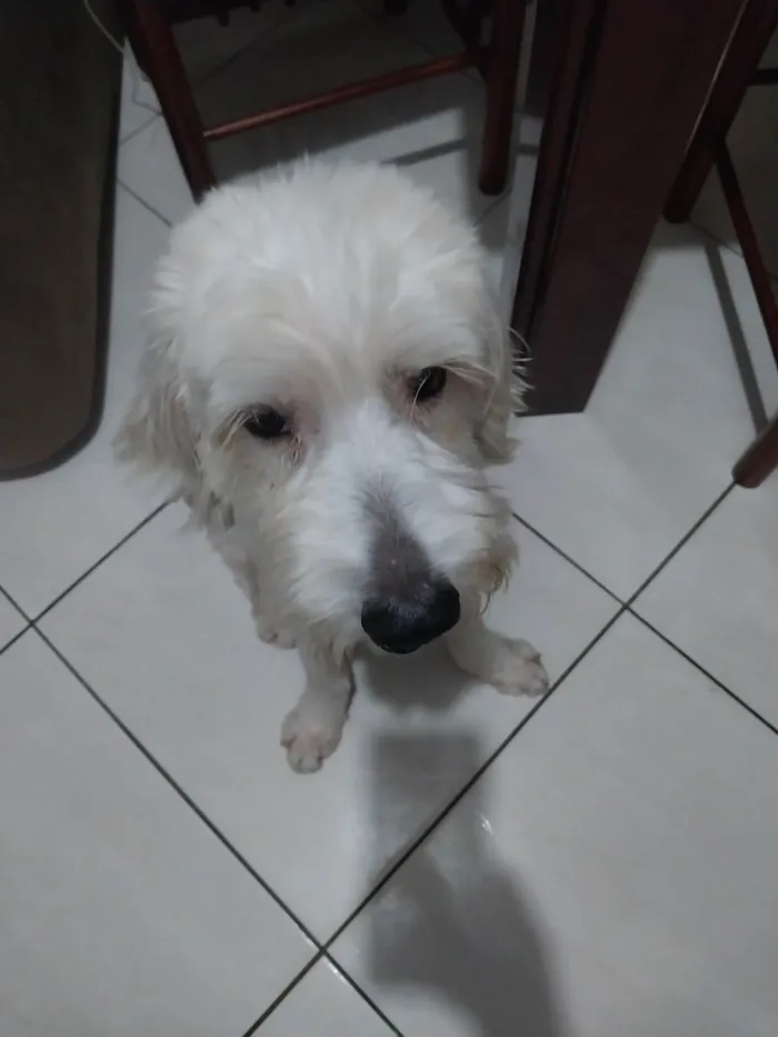Cachorro raça Pudoo  idade 3 anos nome BRANQUINHO