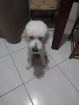 BRANQUINHO