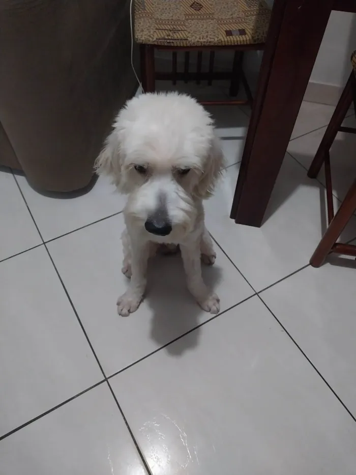 Cachorro raça Pudoo  idade 3 anos nome BRANQUINHO