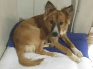 Cachorro raça SRD-ViraLata idade 3 anos nome Theodoro