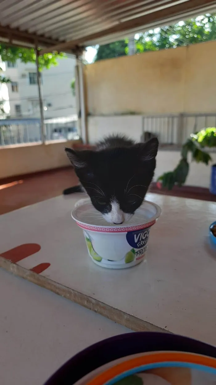 Gato ra a SRD idade Abaixo de 2 meses nome Zoe