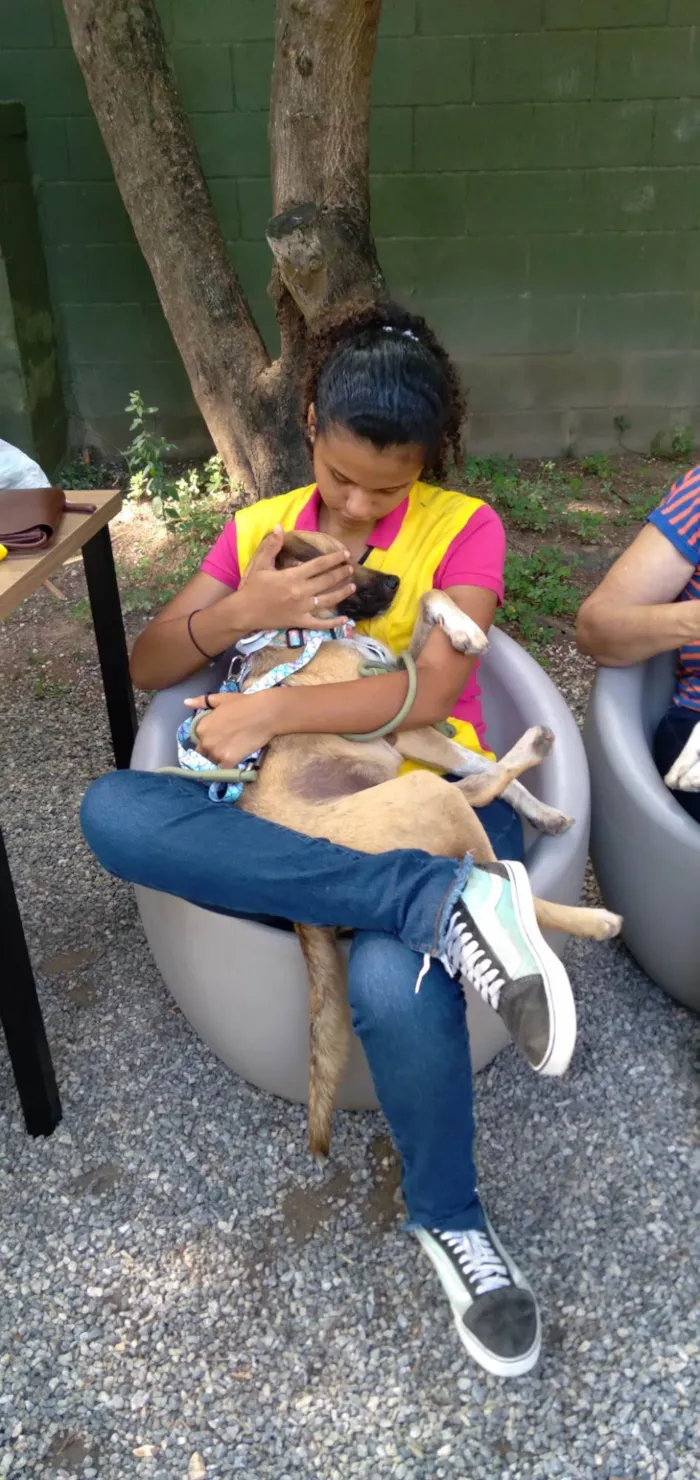 Cachorro ra a Srd idade 7 a 11 meses nome Sophia Maria