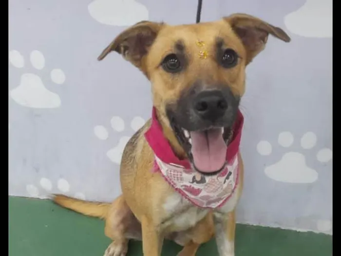Cachorro ra a Srd idade 7 a 11 meses nome Sophia Maria