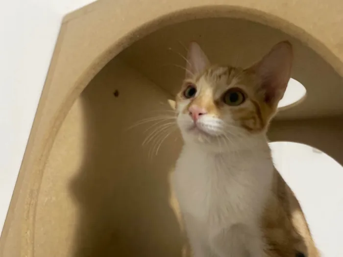 Gato raça Srd idade 2 a 6 meses nome Pokan